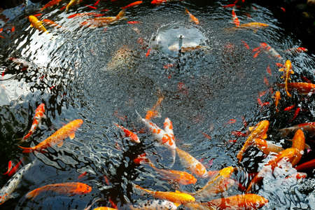 Goldfish in the pond