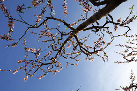 Beautiful peach blossom