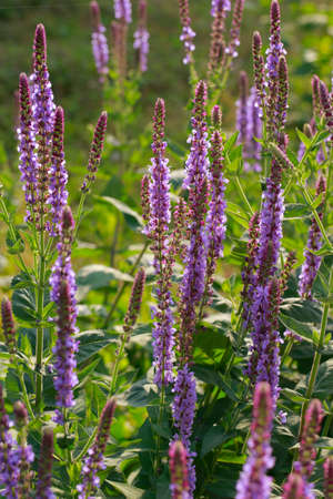 The beauty of the lavender