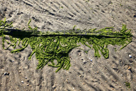 Green moss beach by the seaの写真素材