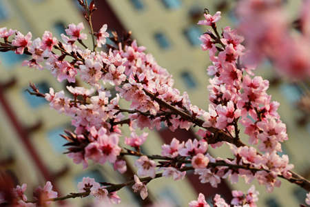 In full bloom in the peach blossomの写真素材
