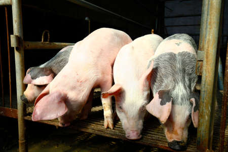 The farm pigs