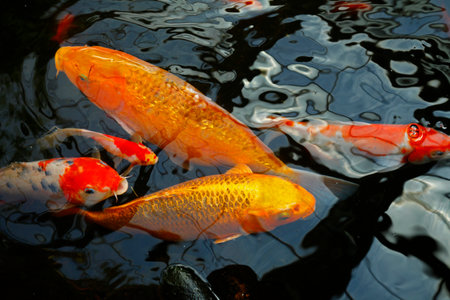 Goldfish in the pondの素材 [FY310185512866]