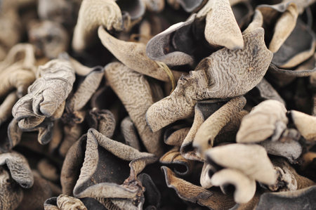 Black fungus on a white backgroundの写真素材