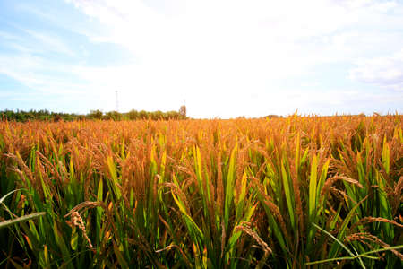The autumn rice fields