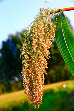 The mature sorghum, agricultural food,Close-up pictures
