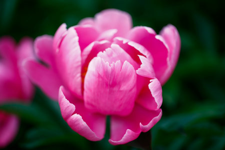 Pink blooming peony, outside shooting, Very beautifulの写真素材