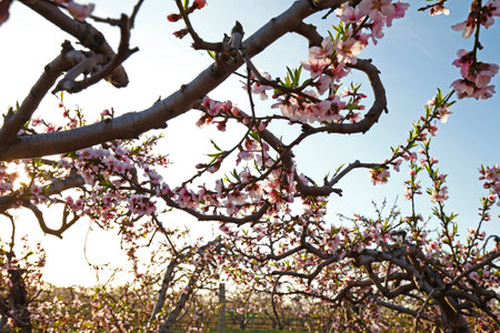 Beautiful peach blossomの写真素材