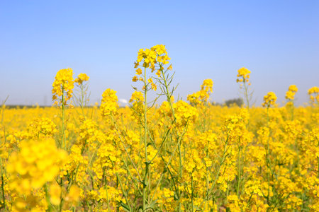 Yellow rape flower bloom in the farm, Very beautiful
