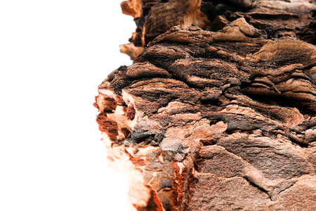 Pine bark on a white background, the broken of the forest