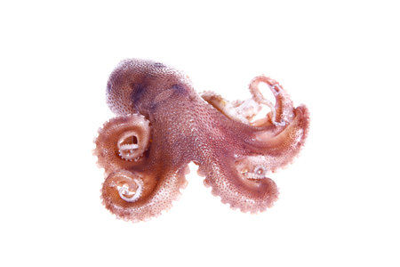 Octopus on a white background, Close shot