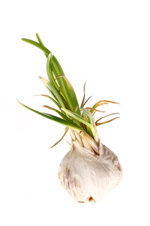 Germination of garlic cut in on a white background, close-up picturesの写真素材