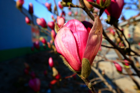Blooming magnolia flower, very beautifulの写真素材