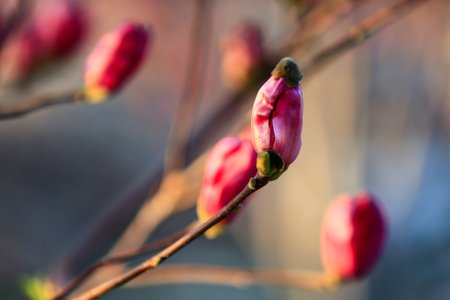 Blooming magnolia flower, very beautifulの写真素材