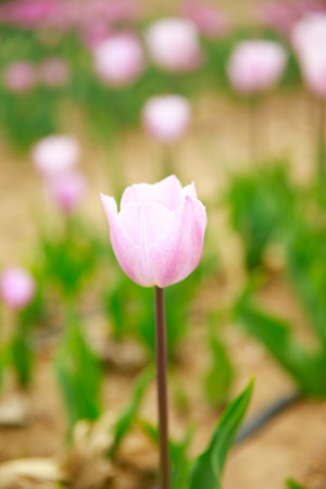 Spring blooming tulip field. Tulips are colorful flowers open, Spring floral background.の写真素材