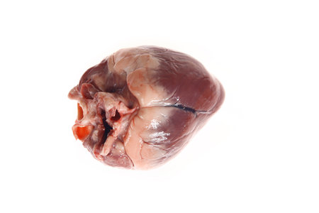 Fresh pig hearts on a white backgroundの写真素材