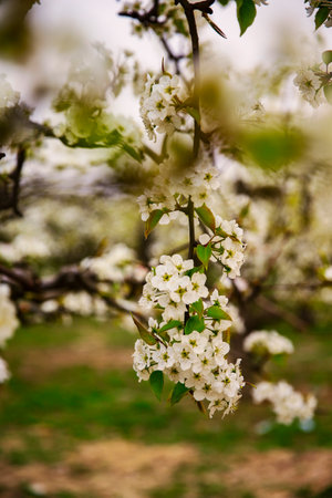 Blooming flowers, very beautiful, shot from close range