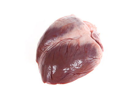 Fresh pig hearts on a white backgroundの写真素材