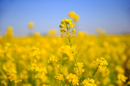 Yellow rape flower bloom in the farm, Very beautiful