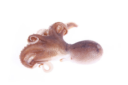 Octopus on a white background, Close shotの写真素材