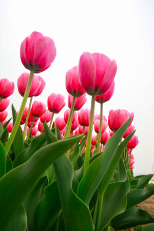 Spring blooming tulip field. Tulips are colorful flowers open, Spring floral background.の写真素材