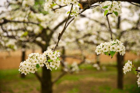 Blooming flowers, very beautiful, shot from close rangeの写真素材