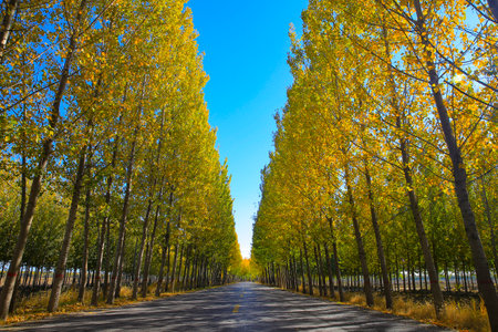 Asphalt road through colorful deciduous forest in the autumn,as smart as a new pinの写真素材