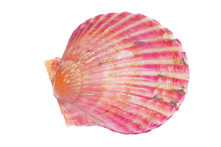 Scallops isolated on a white background, very fresh