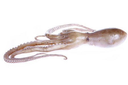 Octopus on a white background, Close shotの写真素材