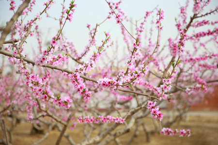 In full bloom in the peach blossom, Very beautifulの写真素材