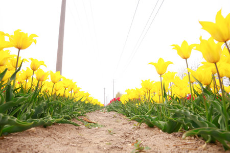 Spring blooming tulip field. Tulips are colorful flowers open, Spring floral background.の写真素材