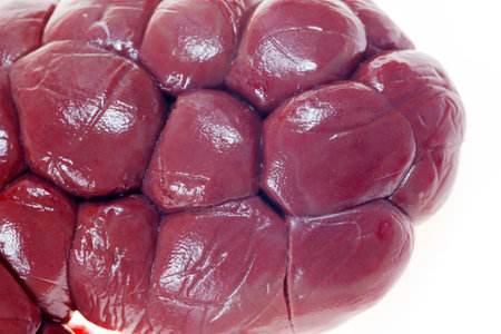 Fresh beef kidneys on a white background, beefの写真素材