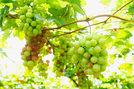 The vineyard