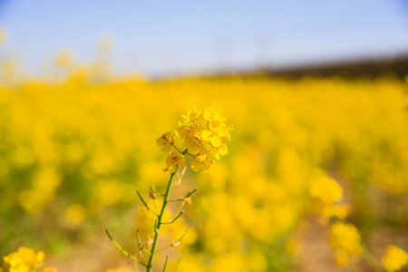 Yellow rape flower bloom in the farm, Very beautiful
