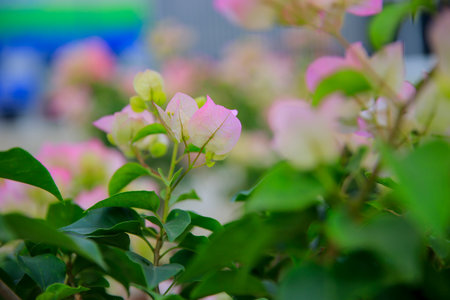 Blooming azaleas, pink