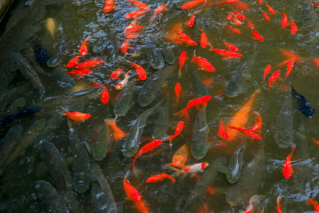 Many goldfish are in the pond, very beautifulの写真素材