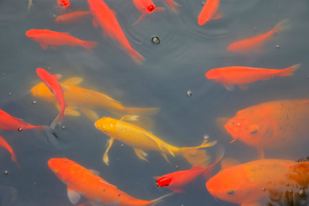 Many goldfish are in the pond, very beautiful