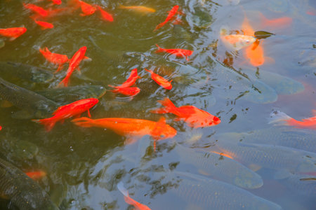 Many goldfish are in the pond, very beautifulの写真素材