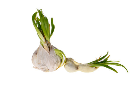 Germination of garlic cut in on a white background, close-up picturesの写真素材