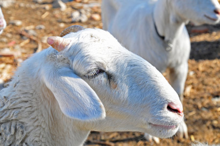 In the pasture flocks of rest