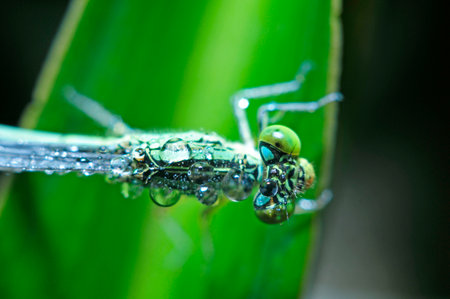 The macro features of dragonfliesの写真素材