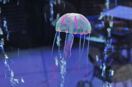 jellyfishの写真素材