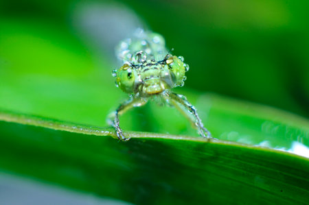 The macro features of dragonflies