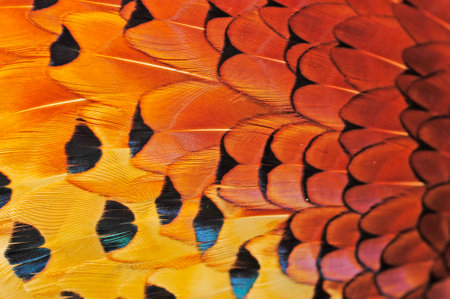 Texture pheasant featherの写真素材