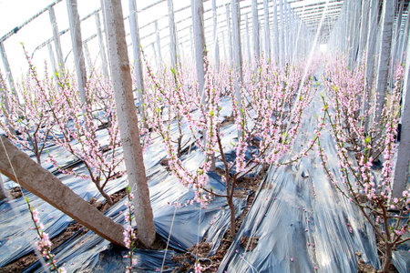 Greenhouse shelter in the peach blossom in full bloomの写真素材