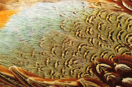 Texture pheasant featherの写真素材