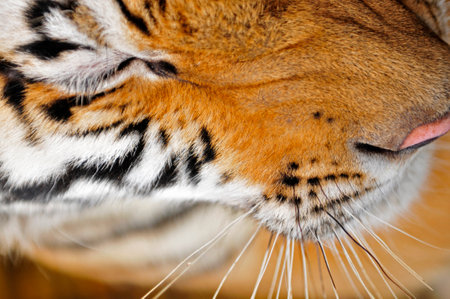 The tiger's beard close-up pictures