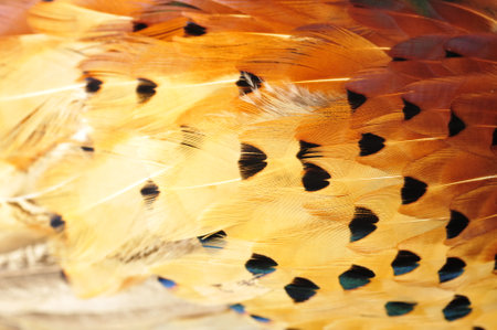 Texture pheasant featherの写真素材