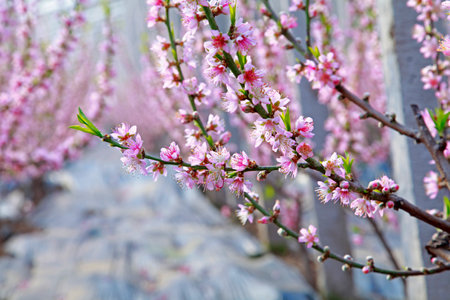 Shelter in the peach blossom in full bloom