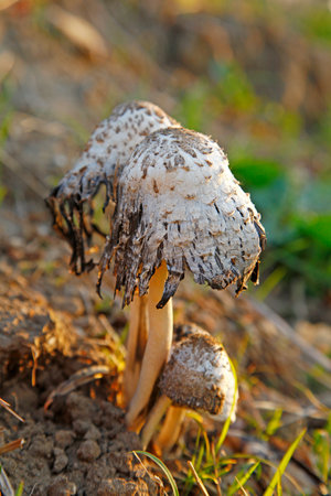 Summer in the forest growth of wild fungus, mushrooms